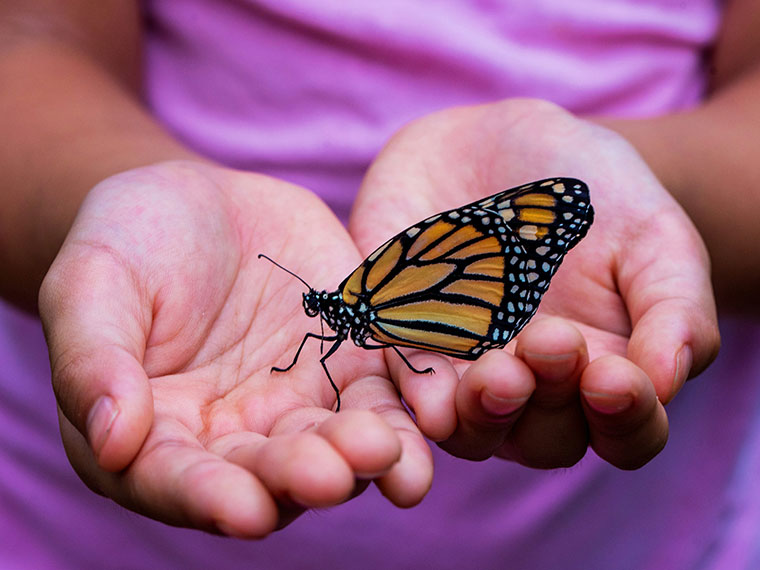 A butterfly being held in someone's hands