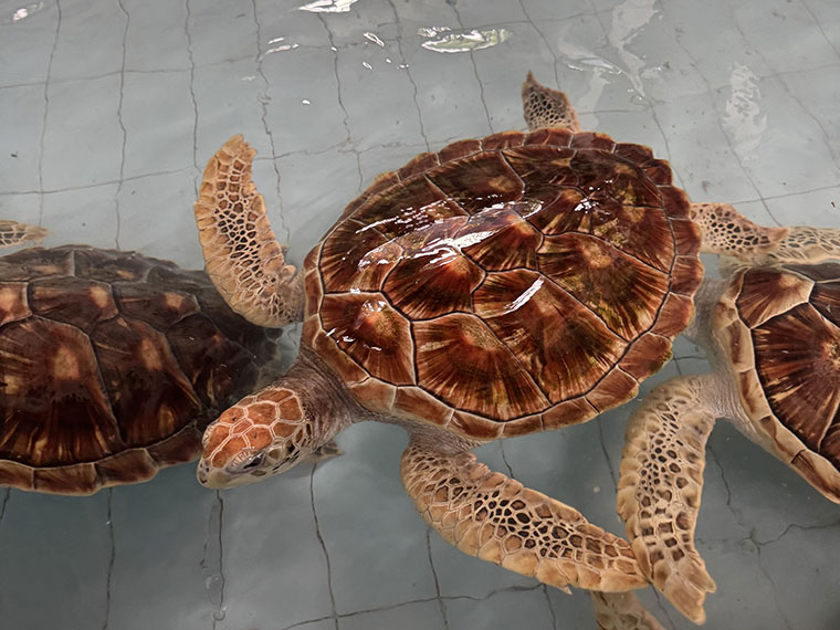 Three turtles swimming together in an indoor pool