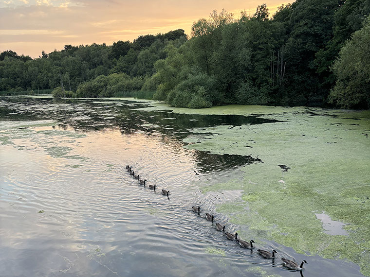 Ducks swimming in line on the lake at Clumber Park