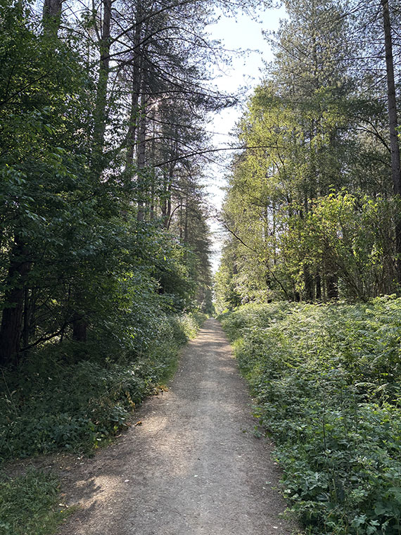 Looking down a path with trees either side at Clumber Park