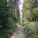 Looking down a path with trees either side at Clumber Park