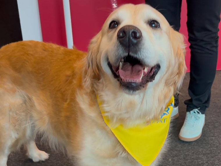 Elsa, the North Notts College therapy dog