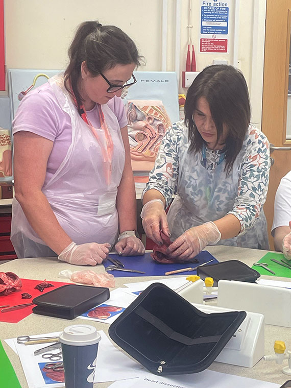 A tutor supporting a student dissecting a heart